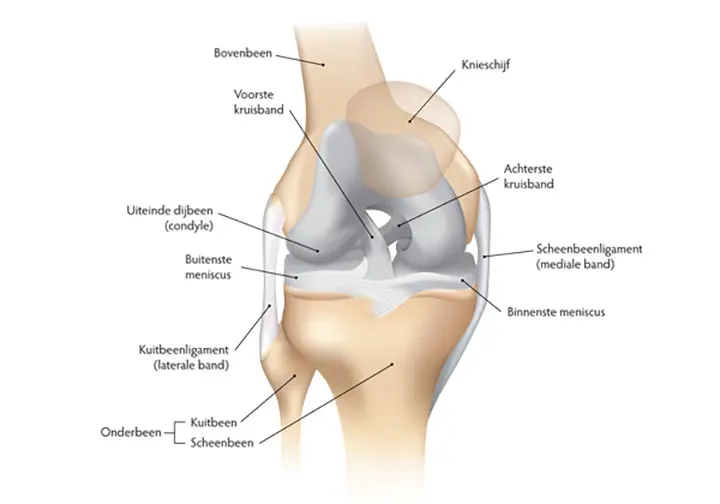 Anatomie van de knie en kruisbanden